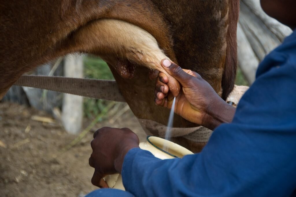 cow, nature, animal, farm animals, agriculture, cattle, domestic, livestock, farming, beef, milk, rural, milking, brown farm, brown cow