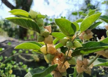 Withania somnifera green plant with