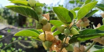 Withania somnifera green plant with